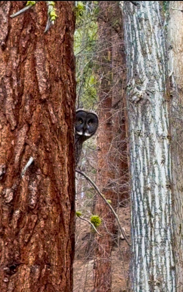An owl peaking it head out from behind a tree with a wooded background